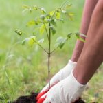 Close-up of hands in gloves planting a young tree sapling in fresh soil outdoors.